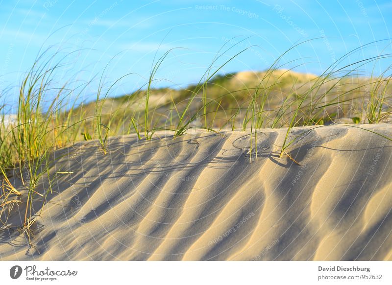 Dünenlandschaft Ferien & Urlaub & Reisen Sommerurlaub Landschaft Sand Himmel Sonnenaufgang Sonnenuntergang Schönes Wetter Pflanze Gras Grünpflanze Strand Wüste