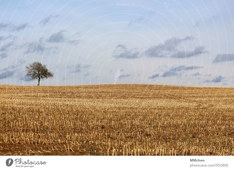 Blond Meditation Ausflug Freiheit Natur Landschaft Erde Himmel Wolken Herbst Baum Nutzpflanze Feld Wachstum warten trist blau gelb Vertrauen fleißig