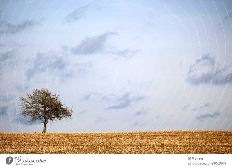 HerbstTag Meditation Ausflug Freiheit Natur Landschaft Erde Himmel Wolken Baum Nutzpflanze Feld Wachstum warten trist blau gelb Vertrauen fleißig Gelassenheit