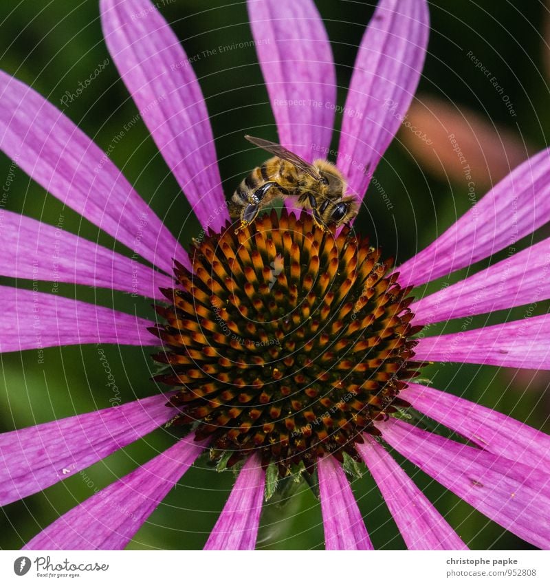 Bienchen, Blümchen - you know the story Natur Pflanze Frühling Sommer Blume Blüte Grünpflanze Nutzpflanze Wildpflanze Tier Wildtier Biene 1 fliegen krabbeln