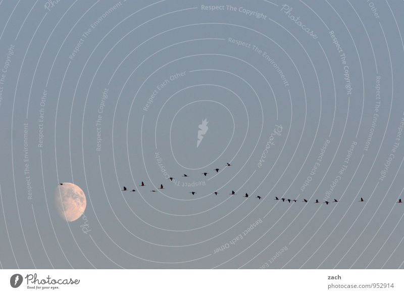 fliegen | Wettlauf zum Mond Himmel nur Himmel Wolkenloser Himmel Nachthimmel Vollmond Herbst Schönes Wetter Tier Wildtier Vogel Flügel Kranich Zugvogel