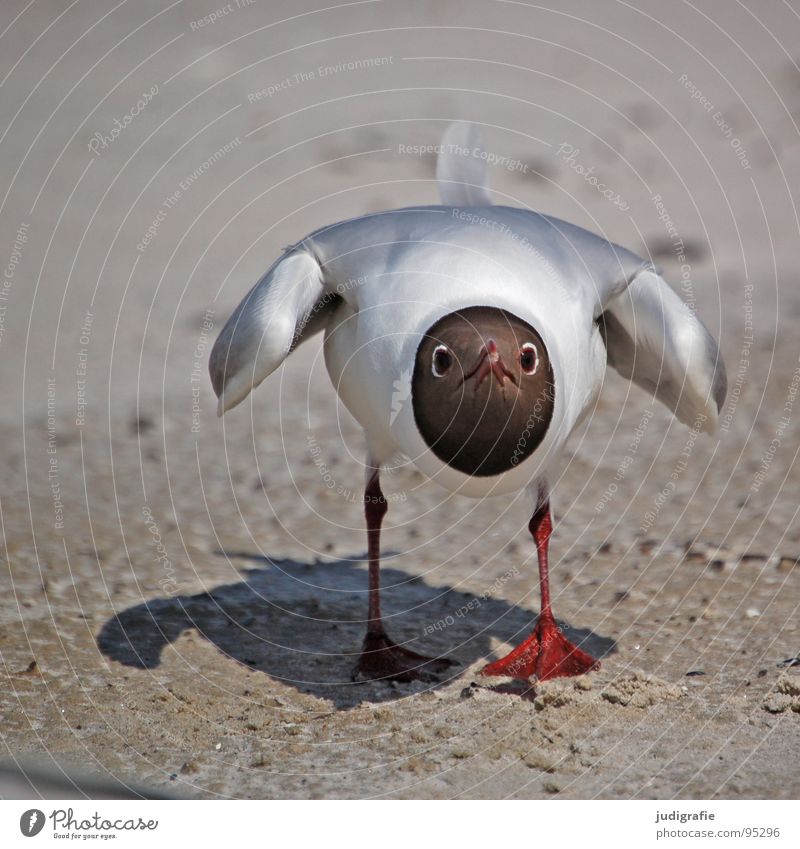 Angriff See Möwe Vogel Sommer Strand Meer Ferien & Urlaub & Reisen Feder Schnabel Fischland Weststrand Lachmöwe drohend Ornithologie Umwelt Wut Wildnis Tier