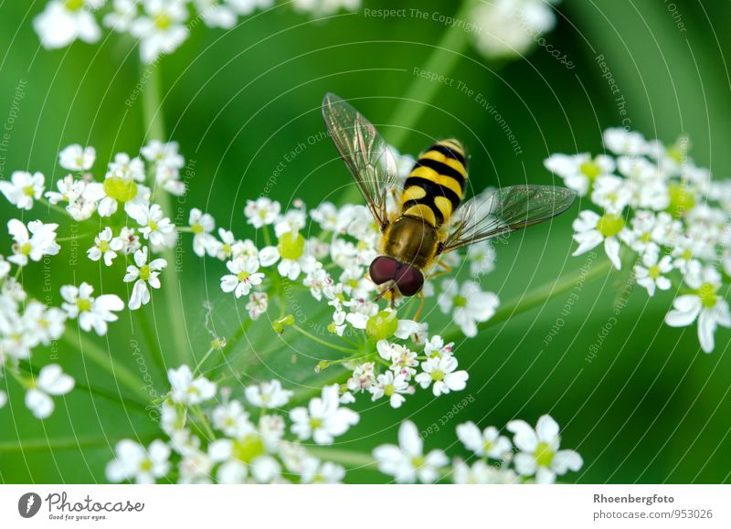 Schwebfliege Natur Pflanze Tier Sommer Schönes Wetter Blume Garten Wiese Wildtier Fliege 1 beobachten fliegen Fressen Blick authentisch schön klein niedlich