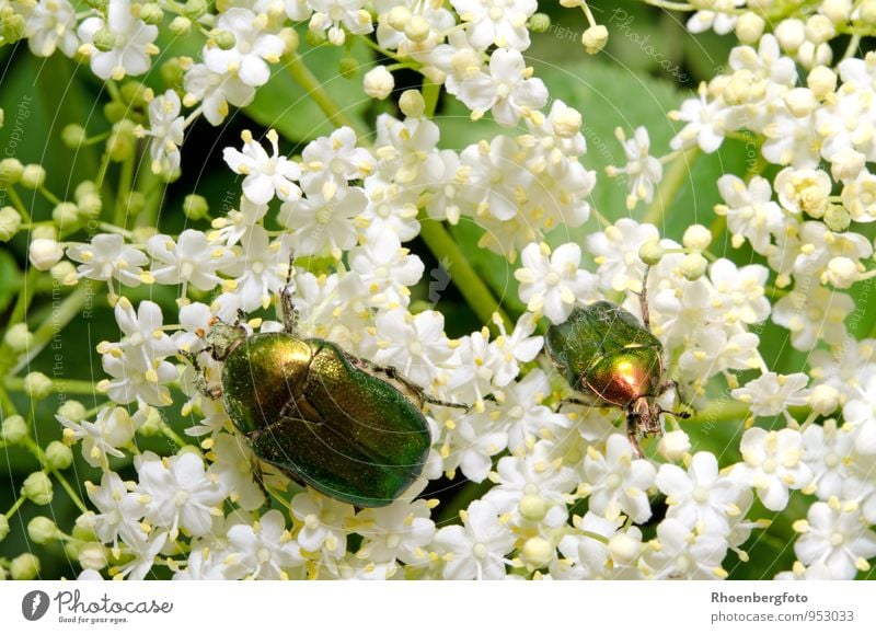 Rosenkäfer Natur Pflanze Tier Sommer Schönes Wetter Baum Blüte Garten Wildtier Käfer Flügel 1 beobachten fliegen Fressen sitzen schön klein grün weiß Tierliebe