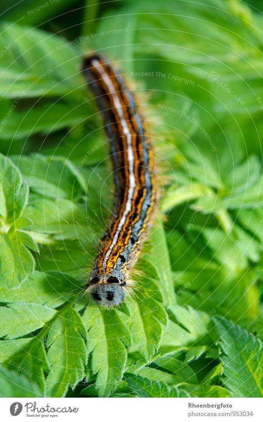 Ringelspinnerraupe Natur Pflanze Tier Sommer Gras Wiese Wildtier Schmetterling Wurm 1 Tierjunges beobachten Fressen schön Hohe Qualität nachtfalter kokon