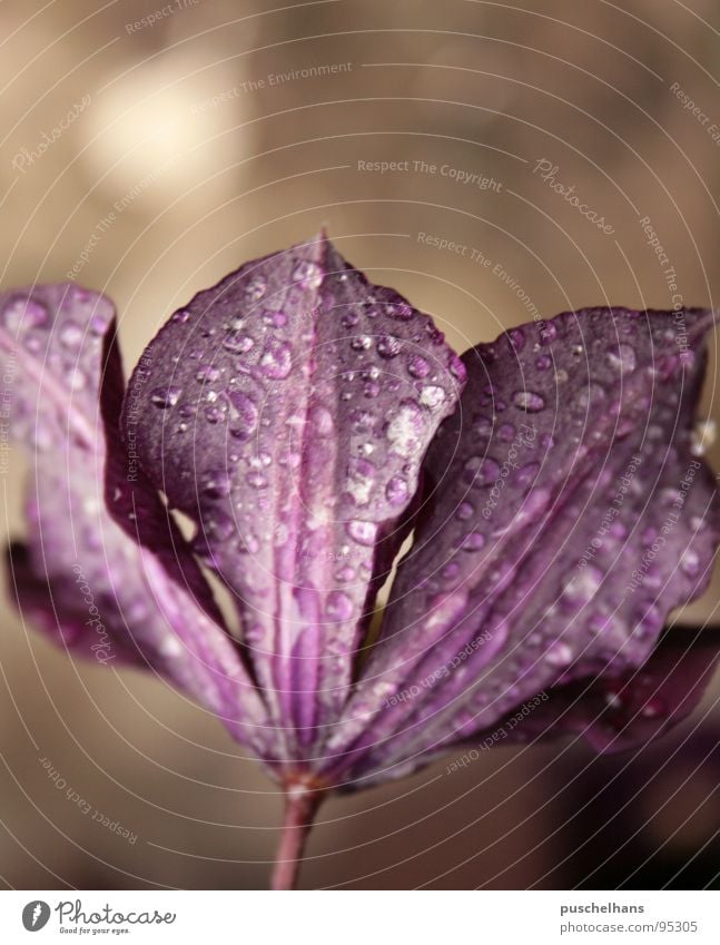 Violett Blume ruhig Pflanze violett braun Blüte Frühling Wasser Wassertropfen Garten Natur Schatten