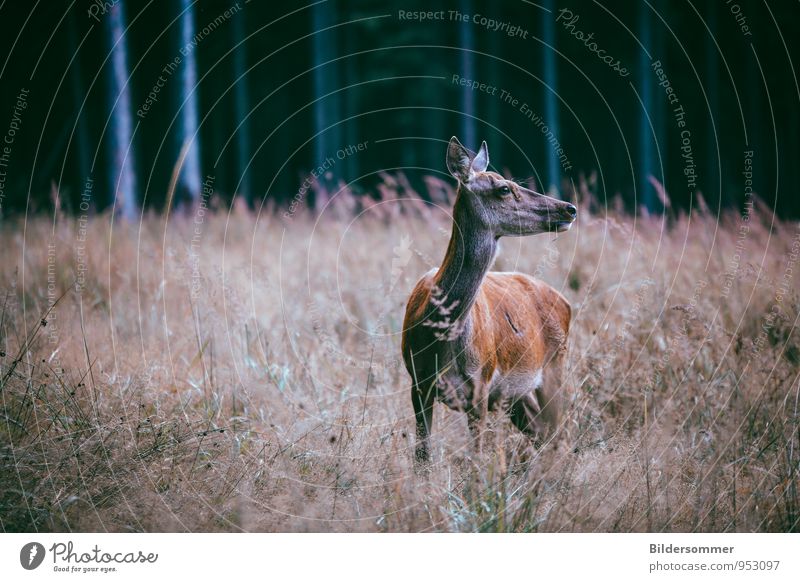 . Natur Wald Tier Wildtier Reh Damwild Hirschkuh 1 beobachten Blick braun Tierliebe Wachsamkeit Schüchternheit entdecken erleben unschuldig Märchen Vorsicht