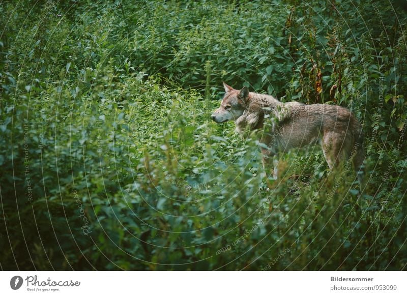 . Natur Tier Sommer Pflanze Gras Wiese Wald Wildtier 1 Rudel beobachten stehen bedrohlich Neugier wild braun grün Kraft Vertrauen Sicherheit Tierliebe klug