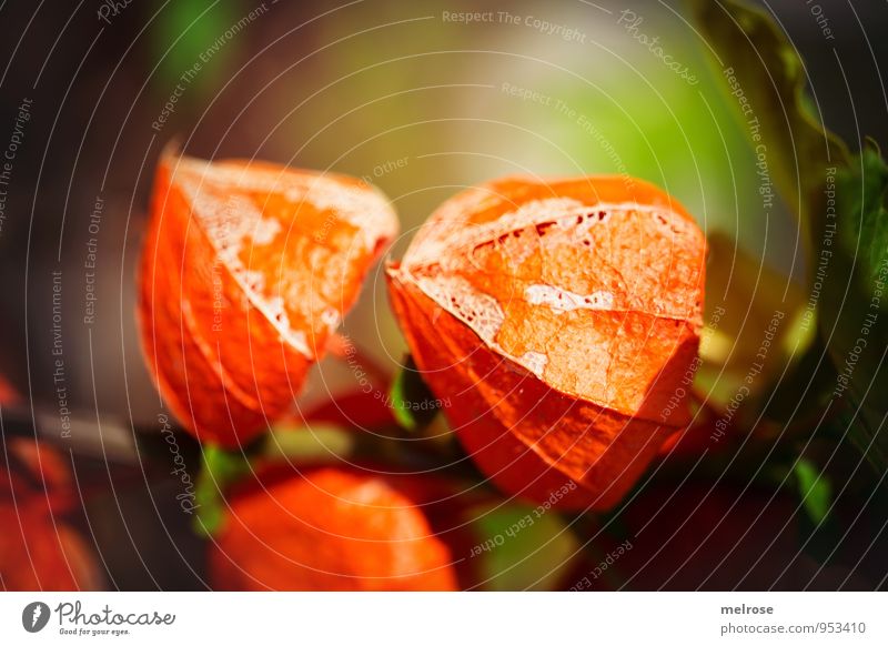 o r a n g e Natur Pflanze Herbst Schönes Wetter Blatt Blüte Wildpflanze Physalis Südfrüchte Blasenkirschen Kapstachelbeere Nachtschattengewächse Lampionblume