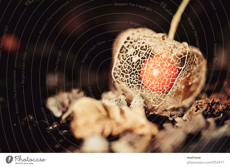 Netzkleid Natur Pflanze Sonne Herbst Schönes Wetter Blume Blatt Blüte Nutzpflanze Wildpflanze exotisch Physialis Lampionblume Fruchtfleisch fruchtig Physalis