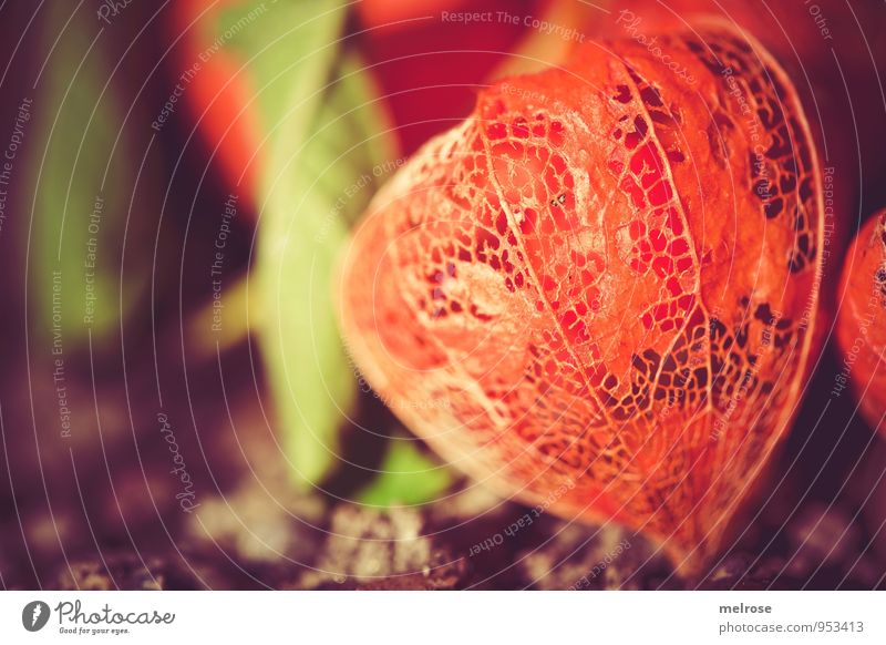 Physalis genetzt Natur Pflanze Erde Sonnenlicht Herbst Schönes Wetter Blatt Blüte Nutzpflanze Wildpflanze exotisch Südfrüchte Blasenkirschen