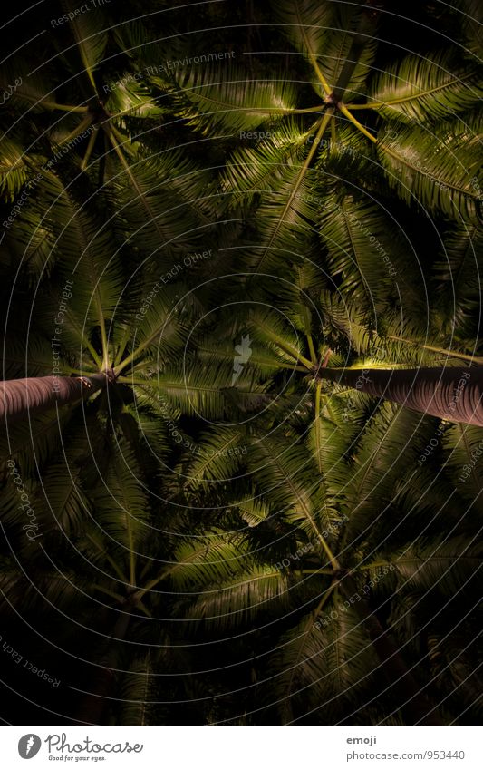 nachts Umwelt Natur Pflanze Baum Grünpflanze Palme Palmenwedel dunkel natürlich grün Farbfoto Außenaufnahme Strukturen & Formen Menschenleer Nacht Kunstlicht