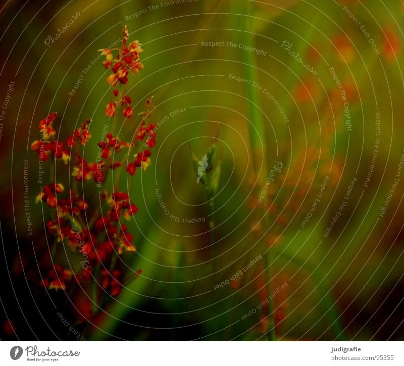 Wiese Heide Blüte Blume Pflanze Stengel rot braun schwarz Sommer Umwelt Wachstum gedeihen schön Farbe Wildtier Natur einfach Unkraut Heilpflanzen