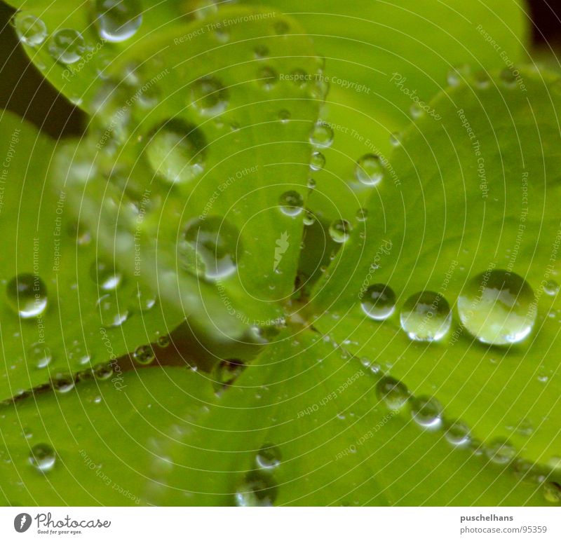 here comes the rain, again nass Kleeblatt Pflanze grün frisch Wasser Makroaufnahme Nahaufnahme Regen Glück durchsichtig Natur Lupe