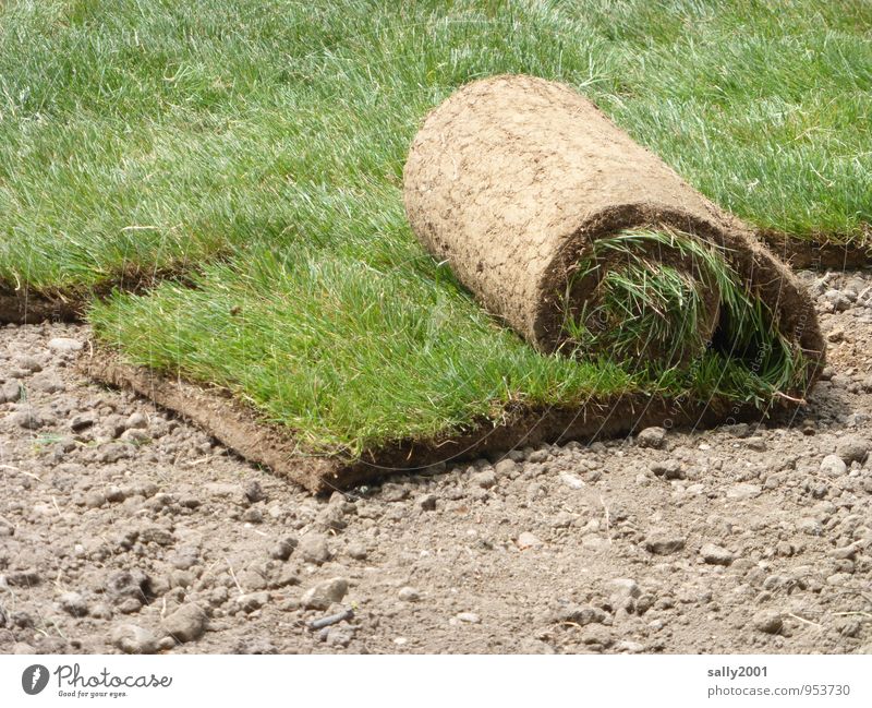 zum Abrollen... Pflanze Erde Gras Garten Park Wiese natürlich braun grün Stress Umzug (Wohnungswechsel) rollrasen abgerollt aufgerollt pflanzen anpflanzung