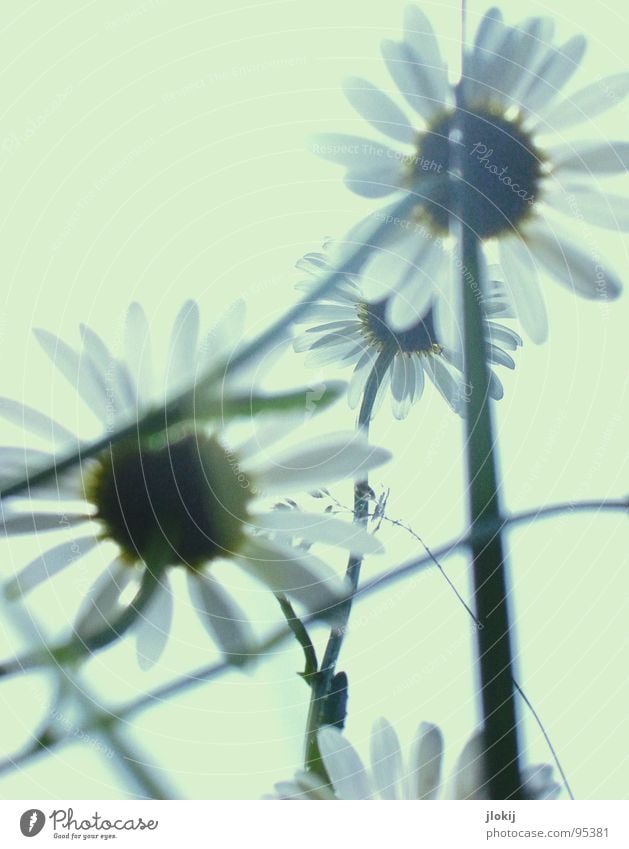 Gegen-Licht-Gestalten VI Gras grün Gegenlicht Allergiker Pflanze Wiese Frühling Wachstum glänzend Unschärfe Halm Stengel Ähren Feld Blühend Gänseblümchen