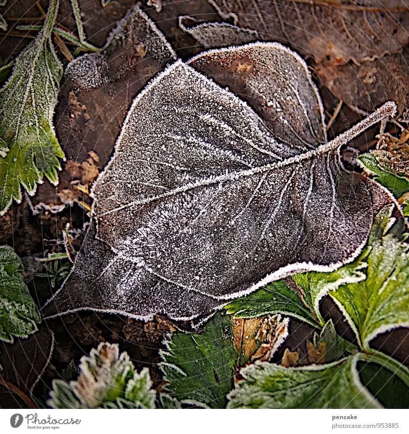 raufrost Natur Herbst Winter Eis Frost Pflanze Gras Blatt geheimnisvoll kalt Überleben Raureif Blattadern grün braun Farbfoto Gedeckte Farben Außenaufnahme