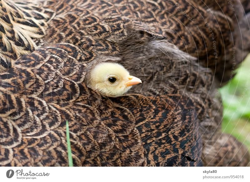 Lieblingsplatz Haushuhn Vogel Schnabel verstecken Blick Küken Tierjunges nah Verbundenheit eng Haustier Huhn Garten Zusammensein Freundschaft Liebe