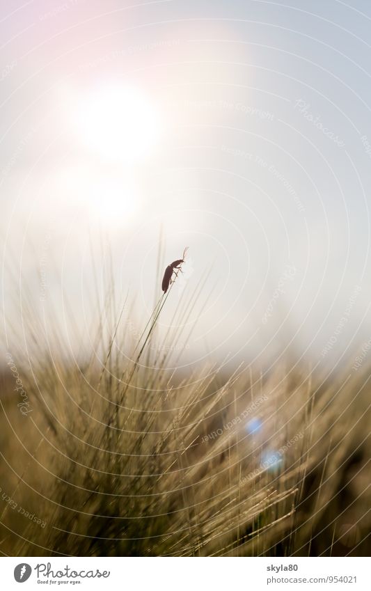 Schwerelos Käfer Natur Weizenfeld zart Herbst Insekt bezaubernd grenzenlos Blütenstand Agrarwirtschaft Getreidesorte Grundnahrungsmittel Brot Mehl ökologisch