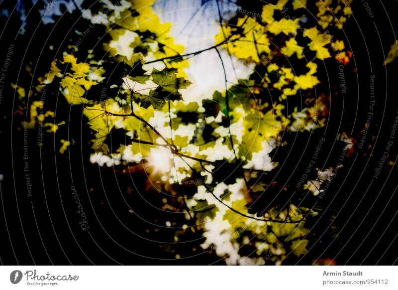 Sonne durchs Blätterdach Natur Pflanze Himmel Wolkenloser Himmel Sonnenlicht Sommer Schönes Wetter Baum Blatt Ahorn Park Wald leuchten Wachstum ästhetisch