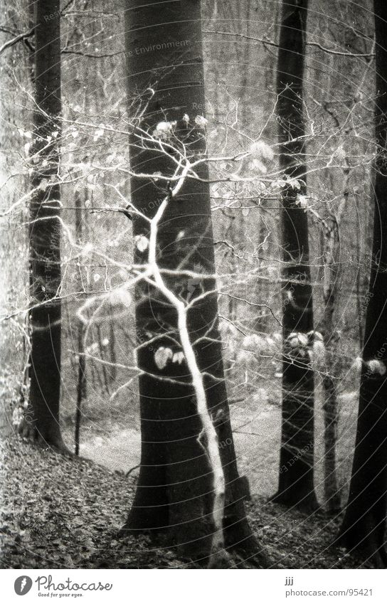 kleine weiße Fee Birke Buche Wald Baum groß Berghang Baumstamm Blatt Winter durchkreuzen Märchen Märchenwald mystisch Schwarzweißfoto Vertrauen Ast Kontrast