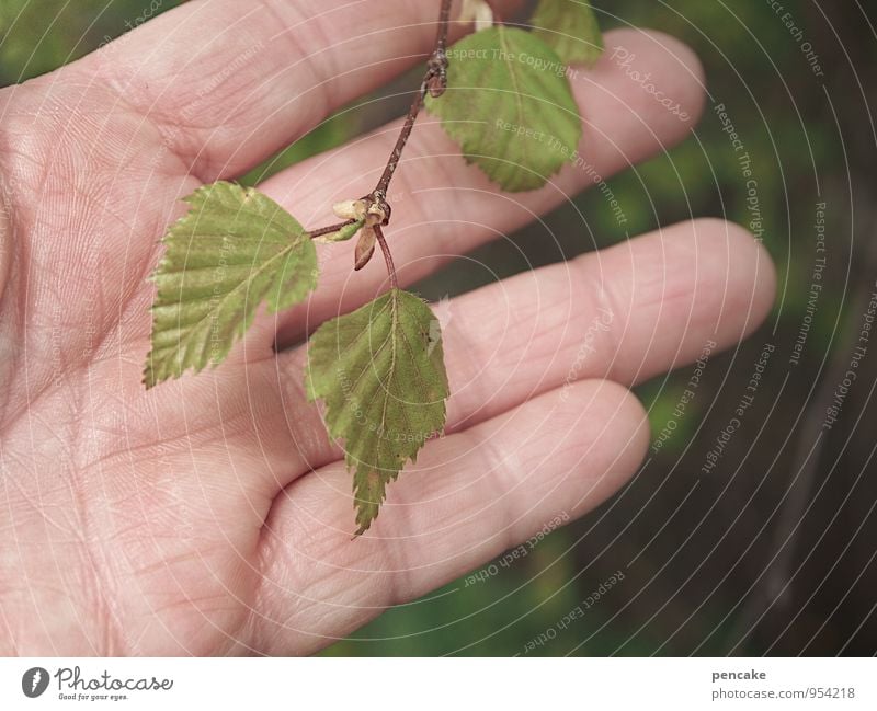 handverlesen Hand Finger Natur Pflanze Frühling Baum Blatt Nutzpflanze Wildpflanze Zeichen Lebensfreude Frühlingsgefühle Vorfreude Optimismus Interesse grün