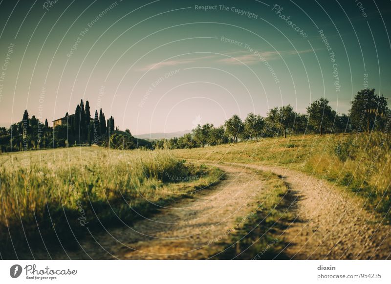 Tuscia {3} harmonisch Erholung ruhig Ferien & Urlaub & Reisen Tourismus Ferne Freiheit Sommer Sommerurlaub Umwelt Natur Landschaft Himmel Sonnenlicht Pflanze