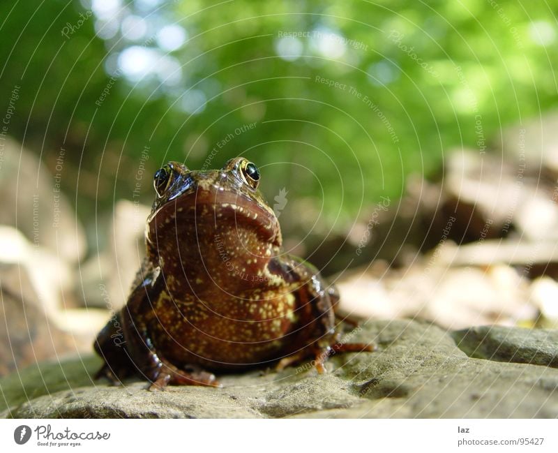 Frosch Wasserfrosch Tier Zoologie springen Kaulquappe grün braun Pflanze Küssen hüpfen Farbe Muster beige Frühling Wald Bach Fragen feucht knotig Teich Sumpf