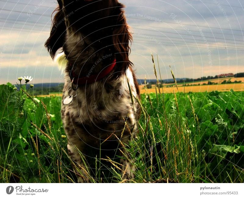 kopfloser Hund grün Feld Wiese Tier Haustier Säugetier blau Münsterländer Landschaft