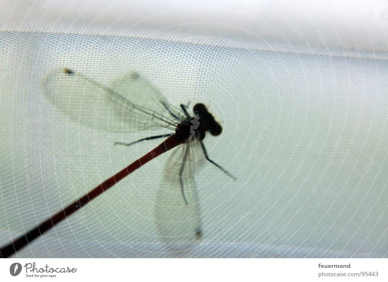 die_libelle Frühe Adonislibelle Libelle Tier Insekt Teich flattern Sechsfüßer Flügel Odonata fliegen Tierchen