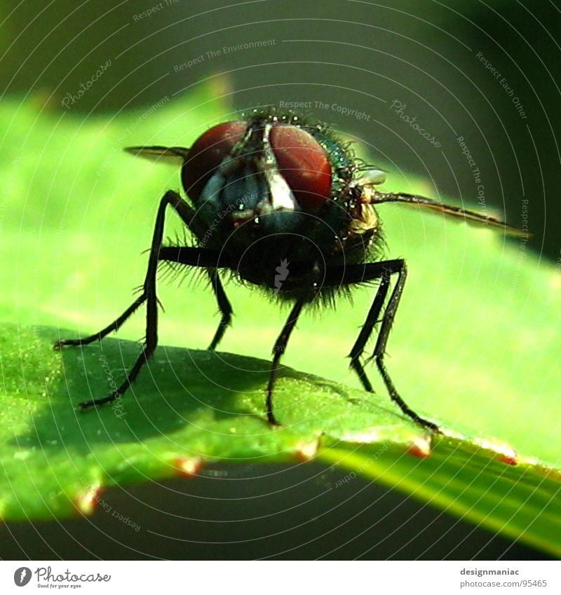 Schau mir in die Augen Kleines! grün rot braun Blatt nah Tier Fliege schwarz Sonnenbrille Pflanze klein Heppenheim Insekt hellgrün 6 Flughafen Makroaufnahme