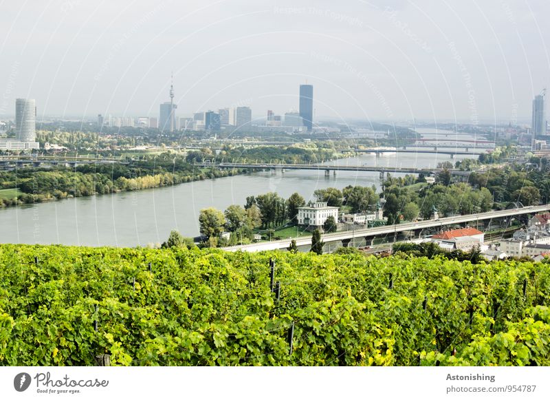 Donau in Wien Umwelt Natur Landschaft Pflanze Himmel Wetter Schönes Wetter Baum Sträucher Hügel Flussufer Österreich Stadt Hauptstadt Haus Brücke Turm Verkehr