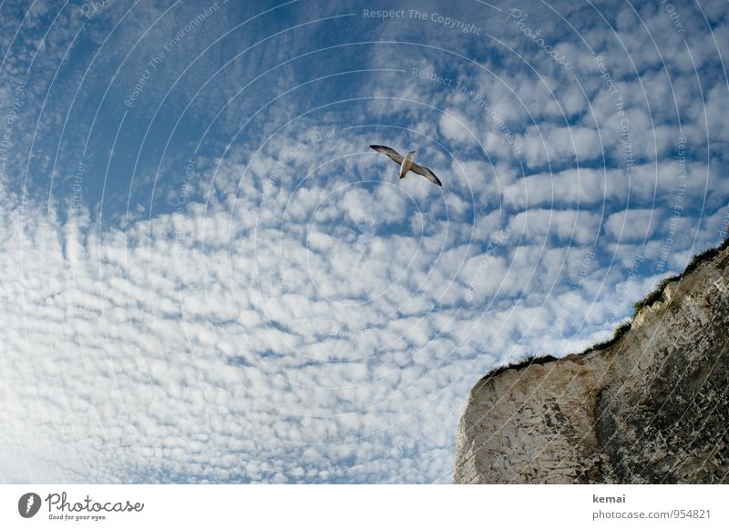 Flying by elegant Sommer Kent England Umwelt Natur Landschaft Himmel Wolken Sonnenlicht Schönes Wetter Gras Felsen Küste Klippe Tier Wildtier Vogel Möwe 1