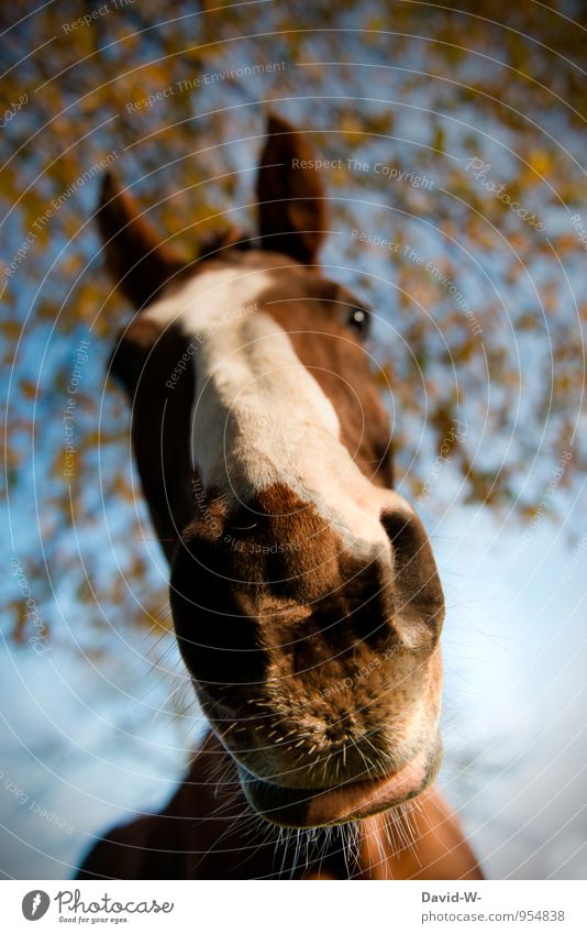 Schnute der Stute Reichtum elegant Freude Freizeit & Hobby Reiten voltigieren Ausritt Ferien & Urlaub & Reisen Ausflug Abenteuer Reitsport Rennbahn Zoo brünett