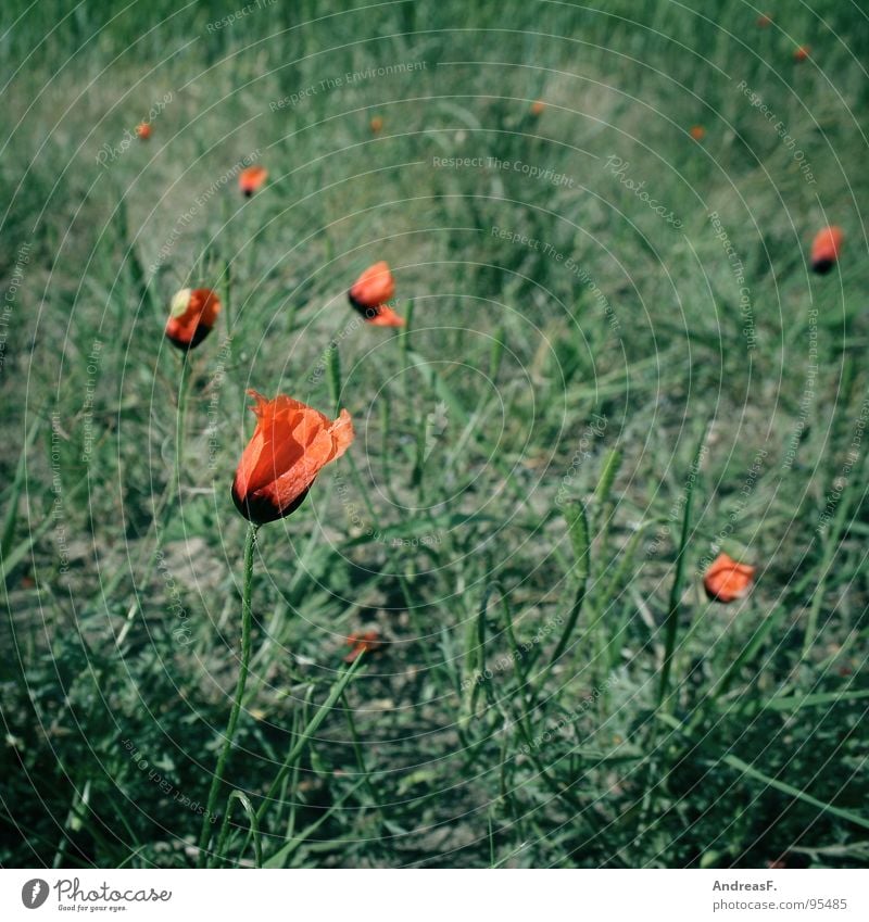 RotGrün Sommer Feld Mohn rot grün Klatschmohn Spaziergang Wegrand Mohnblüte Blüte Rauschmittel Mohnkapsel Wachstum Blume Natur Blühend opium Samen