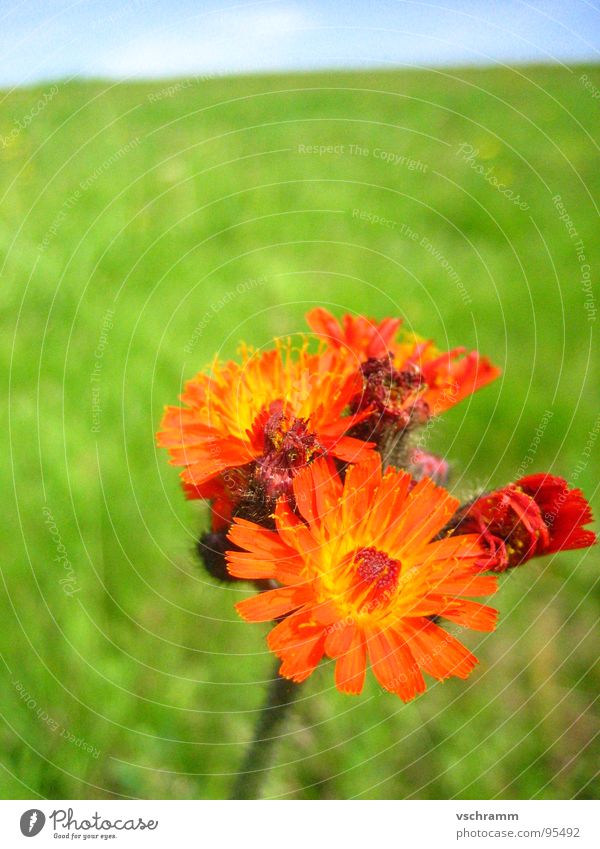 Wiesenblume Blume rot grün vertikal einzeln Makroaufnahme Nahaufnahme Farbe Himmel Kontrast Natur