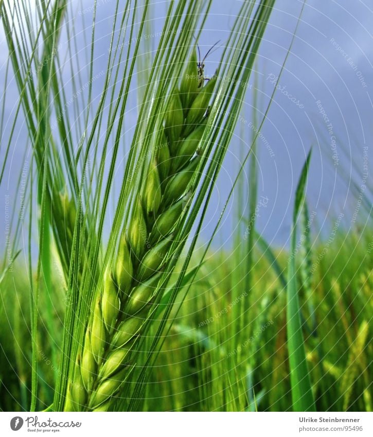 Grüne Gestenähre mit Heuschrecke vor blauem Himmel Farbfoto Außenaufnahme Lebensmittel Ernährung Umwelt Natur Nutzpflanze Feld Tier Fühler 1 Wachstum Neugier