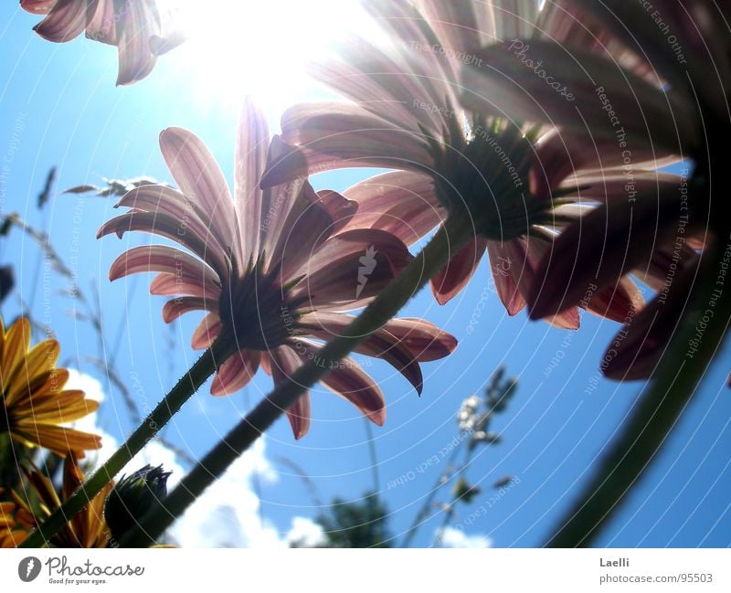 Unter den Blumen l rosa violett gelb Blüte Stengel dunkel erleuchten Gras Wolken weiß grau hell Fröhlichkeit Himmelskörper & Weltall Frühling Linie Sonne Lampe