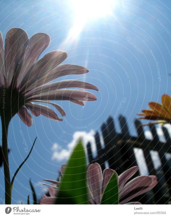 Unter den Blumen ll rosa violett gelb Blüte Stengel dunkel erleuchten Gras Wolken weiß grau hell Fröhlichkeit Zaun Frühling Himmelskörper & Weltall Linie Sonne