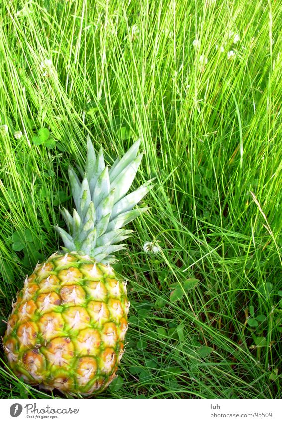 Im falschen Film? grün Wiese fruchtig unlogisch gelb lecker saftig Sommer mehrfarbig Sehnsucht Gelächter Frucht Rasen hoch Ananas exotisch fruit macht lust mhh