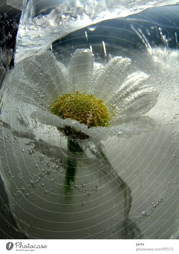 eisblume gefroren Blume Eisblumen kalt Sommer Winter tiefgekühlt Wachstum driften stagnierend Licht Luftblase Makroaufnahme Nahaufnahme Wasser Margaritenblume