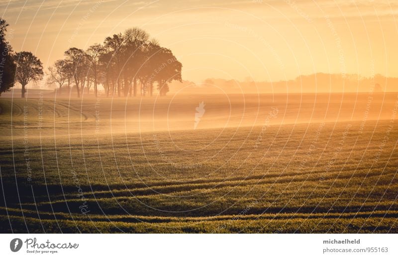 Wenn die Sonne und der Nebel ... Umwelt Natur Landschaft Sonnenaufgang Sonnenuntergang Sonnenlicht Herbst Baum Feld Gefühle Zufriedenheit Kraft Romantik