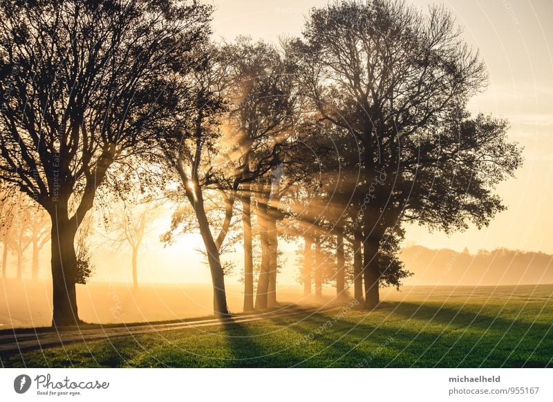 Breakthrough 1 Umwelt Natur Landschaft Sonne Sonnenaufgang Sonnenuntergang Sonnenlicht Herbst Baum Feld Wald Schleswig-Holstein Gefühle Stimmung Glück Vertrauen