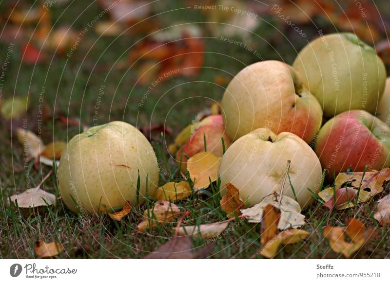 Fallobst im Herbstgarten Äpfel Apfelernte frisches Obst Gartenobst Bio Obstgarten Obsternte Apfelsorten Bioprodukte Wintervorrat Vorrat reife Äpfel