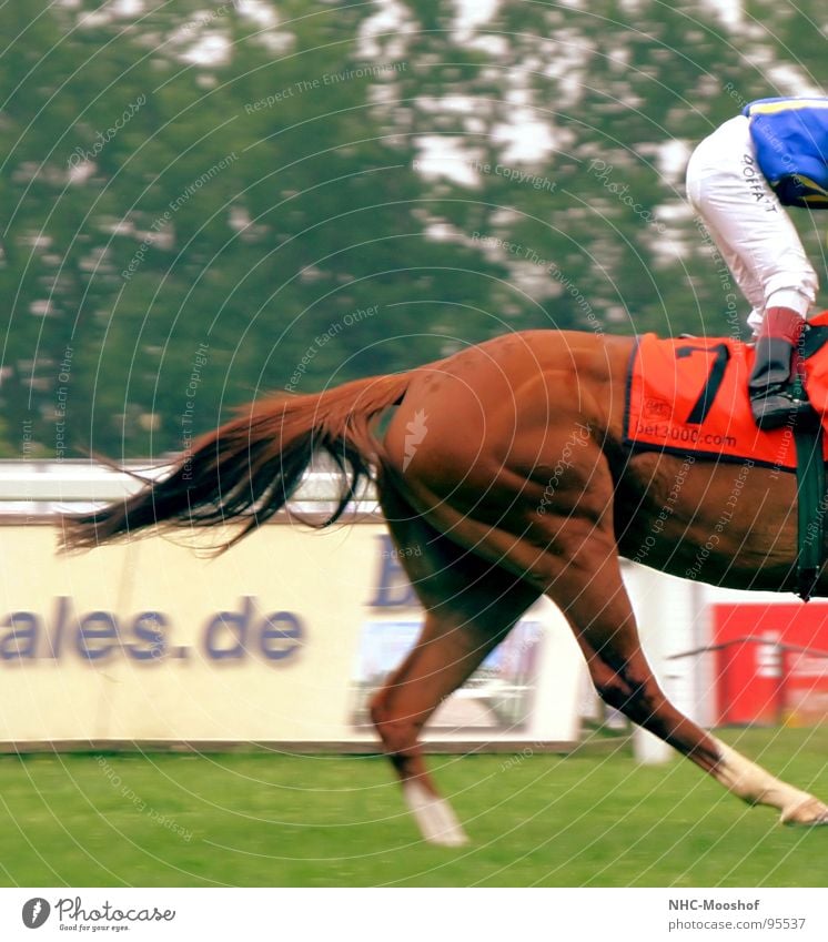 stramme Hintern Pferd Rennbahn Pferderennen Sport Spielen Hinterteil Pferdegangart Muskulatur