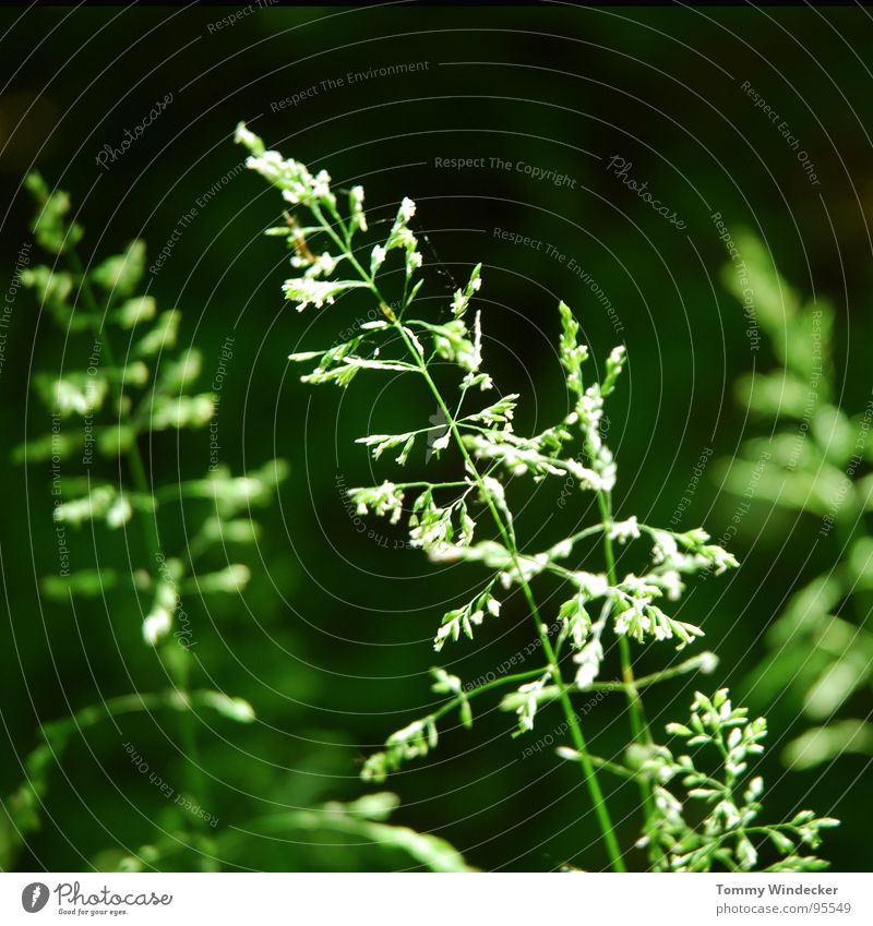 Sommerwald II Pflanze Blattgrün Stengel fruchtig saftig vitaminreich Frühling giftgrün Grünpflanze Garten Wachstum Jahreszeiten weich nass Physik frisch Botanik