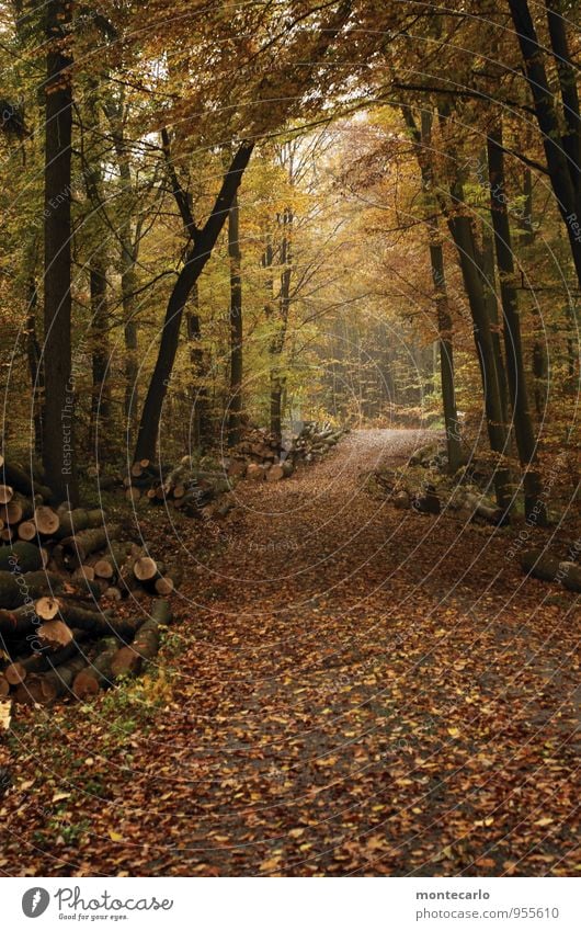 ab in den wald Umwelt Natur Pflanze Erde Herbst Wetter schlechtes Wetter Regen Grünpflanze Wildpflanze Waldboden Baumstamm Blatt entdecken Blick wandern