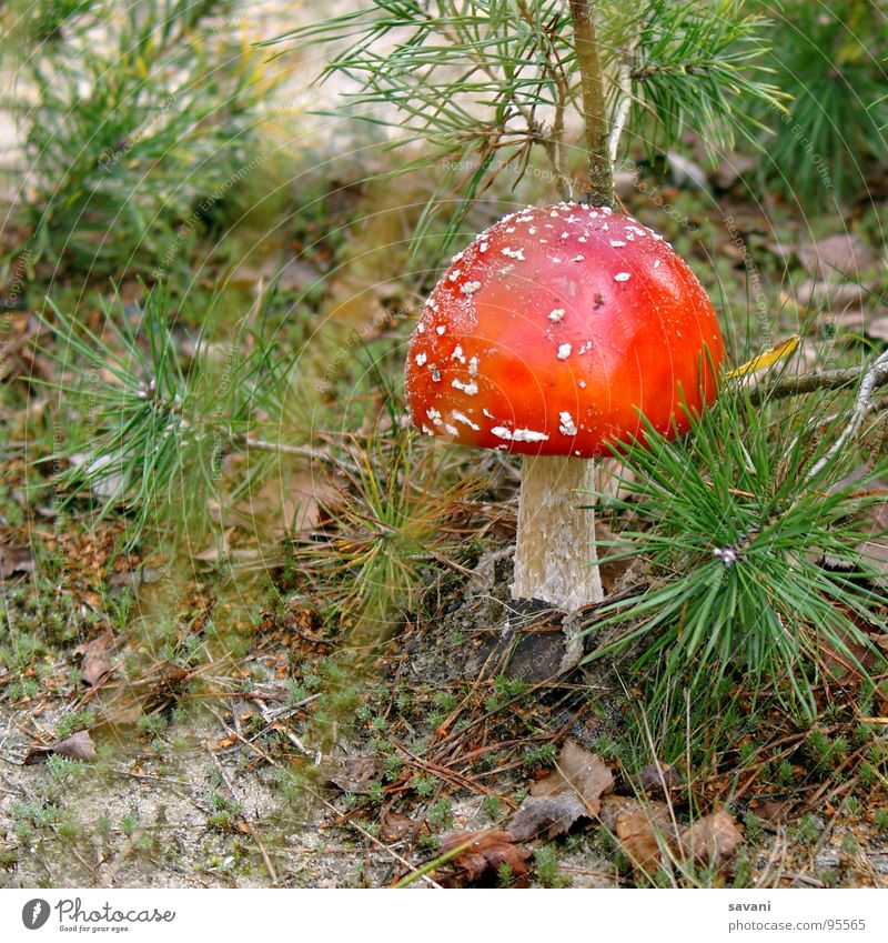 Fliegenpilz I Natur Pilz Wald Glück Umweltschutz Gift Farbfoto Außenaufnahme Nahaufnahme Menschenleer Textfreiraum links Textfreiraum unten Tag