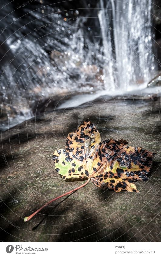 Herbstpocken Natur Blatt Ahornblatt Wasserfall alt mehrfarbig Traurigkeit Trauer Tod Müdigkeit Ende welk Farbfoto Außenaufnahme Menschenleer Textfreiraum oben