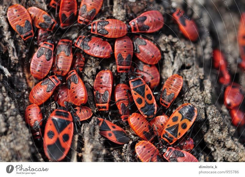 Feuerwanzeninsekten Umwelt Natur Pflanze Tier Baum füttern klein rot schwarz Insekt Wanze Kolonie Flecken Pyrrhocoris apterus viele Lebewesen Lebensraum Rinde